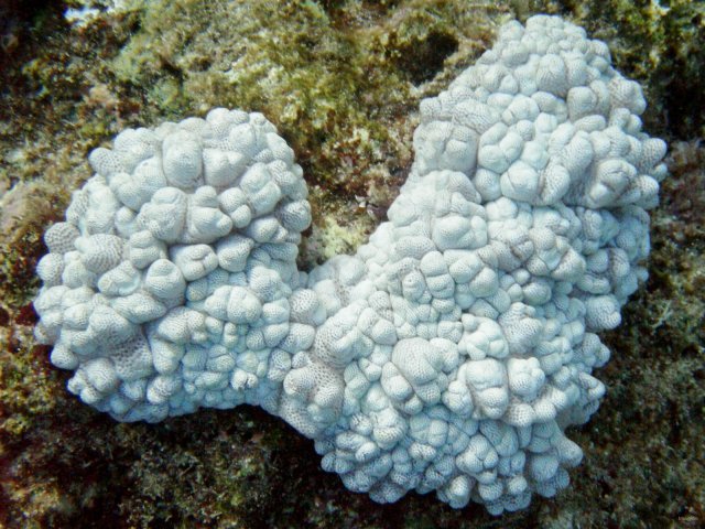 19- Corail blanc 